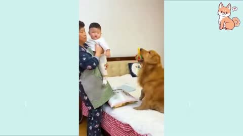 Funny pets video compilation!