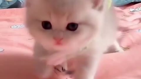 Cutest kitty