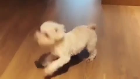 Dog dance ...😅😅😅