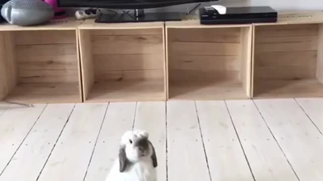 Cute And Funny Rabbits - Adorable!