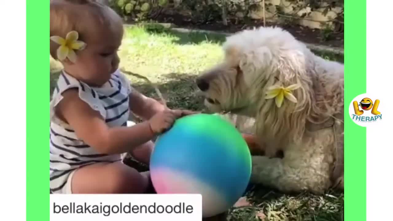 funny baby laughing hysterically and dogs compilation