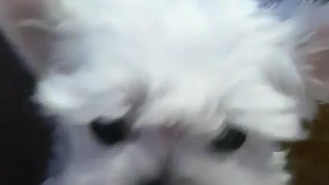 Cute baby puppy Come home