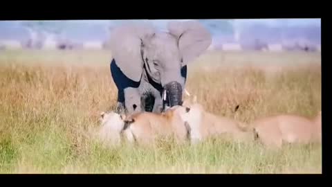 Elephant got Angry