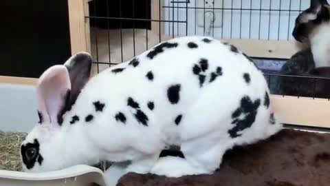 Daily play of bunny