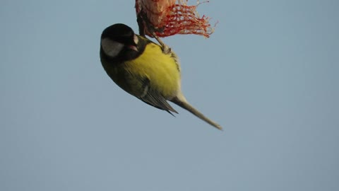 A bird eating a meal in the air