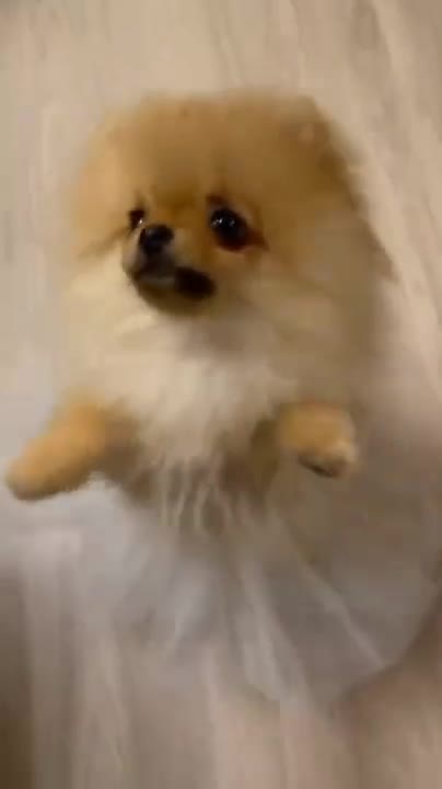 cute #dog short video| cute puppy shorts| #short #shortvideo #firstshortvideo #cutedog #dogs #shorts