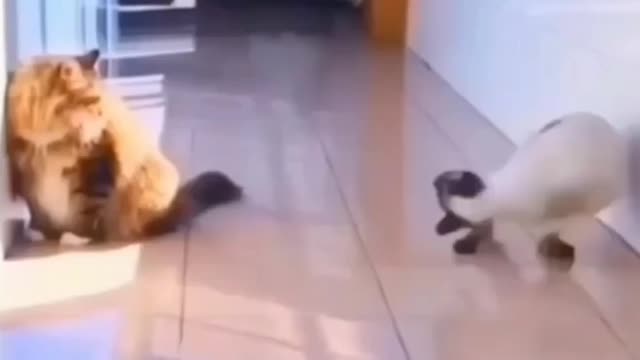 Cat attack