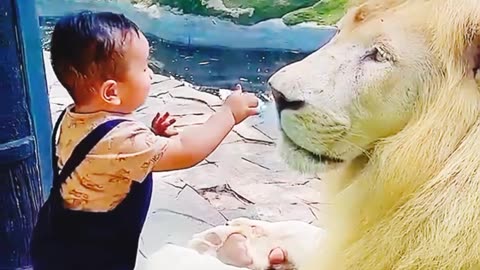 😳😳 Baby Vs Lion 😳😳 Don't try to laugh 😳😳 #shorts #short #viral #viralshorts #cat #catvideos #love #animallover #animals