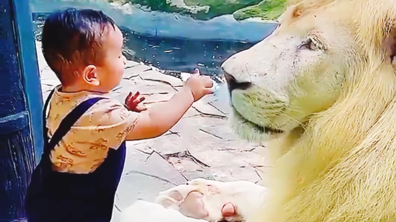 😳😳 Baby Vs Lion 😳 Wooo 😳 #shorts #short #viral #viralshorts #cat #catvideos #love #animallover #animals