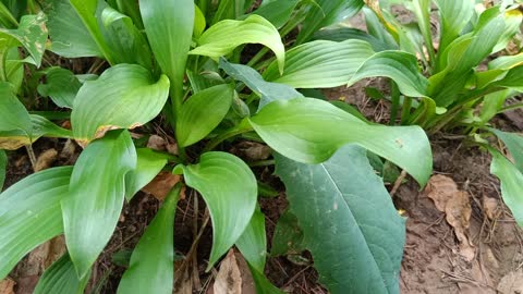 The leaves of this plant are fat