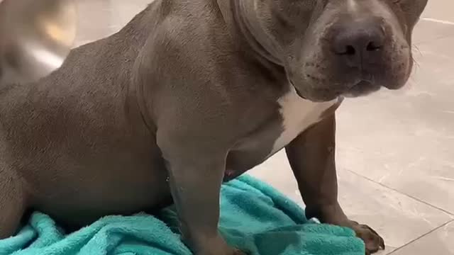 • American bully | Best Funny Dogs Video