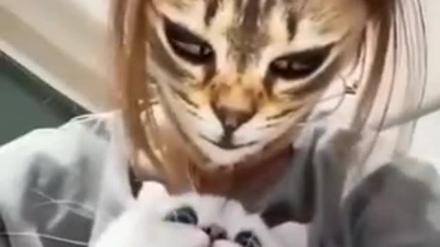 Cat reaction3