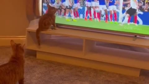 Cats, like humans, also enjoy watching football matches