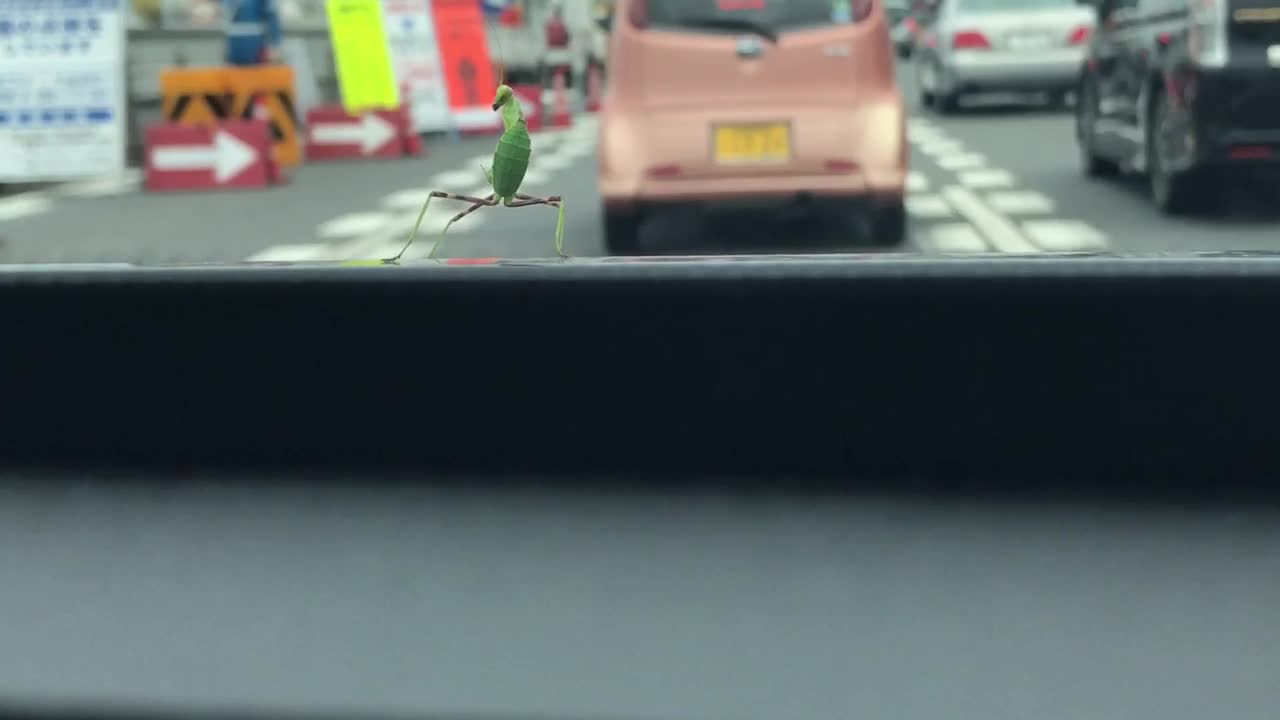 Mantis Dancing