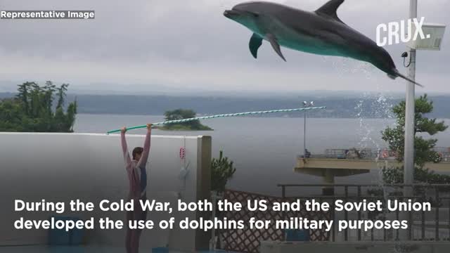 Putin's Military Dolphins I Russia's Black Sea Security Goes Beyond Missiles & Drones I Ukraine War​