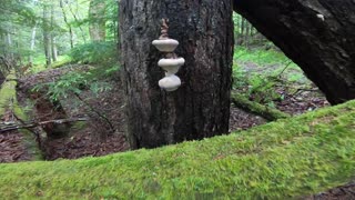Mushrooms