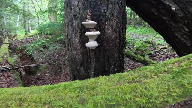 Mushrooms