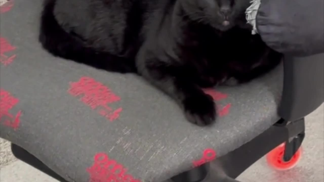 Adopting a Cat from a Shelter Vlog - Cute Precious Piper Has Pretty Bright Eyes #shorts