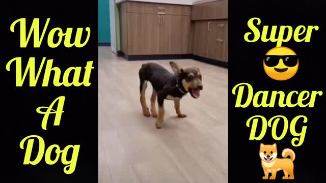 Wow 😳 This Dog is a super Dance.