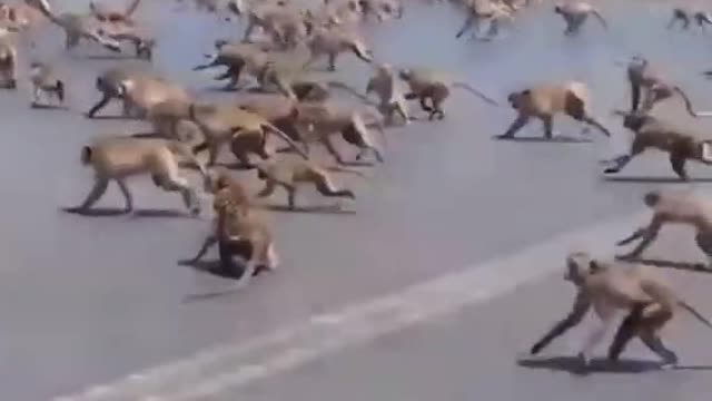 dog vs monkey watch now hilarious video