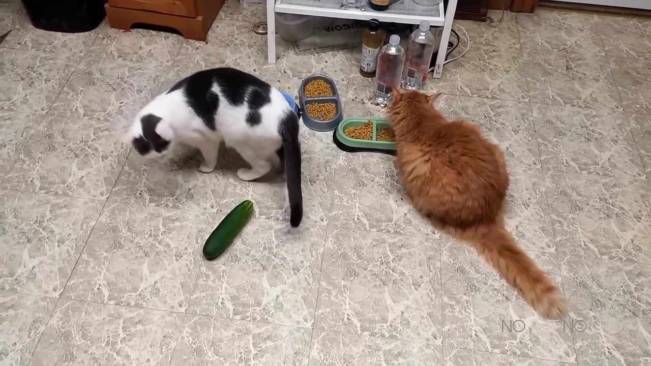 Cucumbers are apparently scary for cats