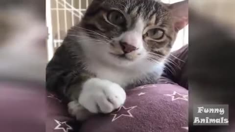 Cat Falls Down From Couch In Front Of Owner