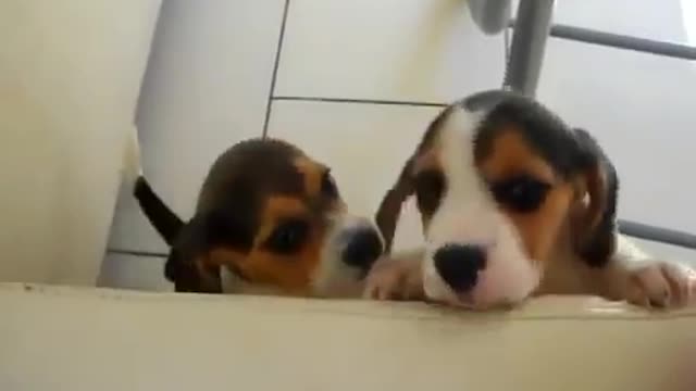 CACHORROS BEAGLES LLORANDO