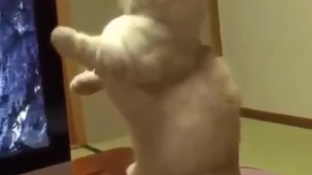 how curious the cat is