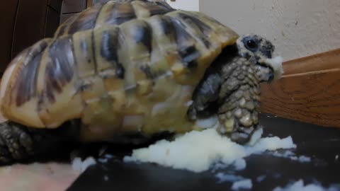 Tordy The Tortoise Eats Mashed Potatoes