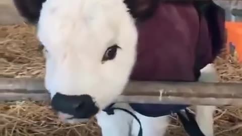 Baby Highland cow.