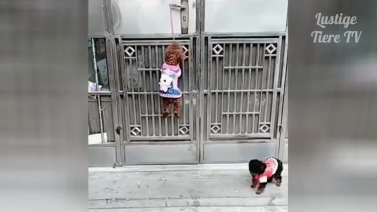 OMG SO CUTE Cats and Dogs - Funny Dog & Cat Videos 2021