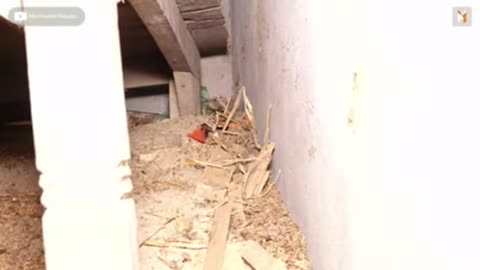 खतरनाक मंजर नाग नागिन का, एक साथ कैसे रेस्क्यू किया गया!😱 Venomous Nag Nagin Snake Rescue