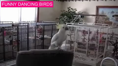 Funny Dancing Birds 😆😂🤣