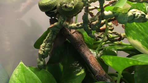 Bush viper eats mouse