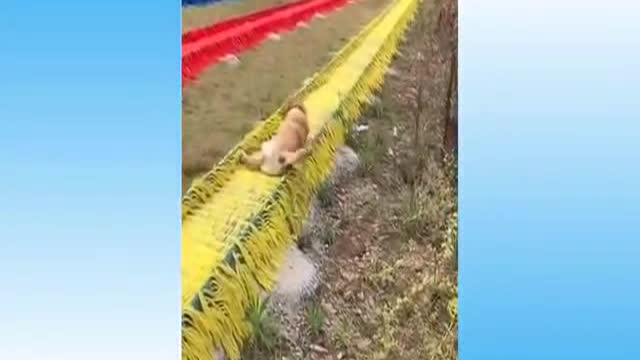 ๐Cute And Funny Pets | Try Not To Laugh To These Pets Compilation 2๐