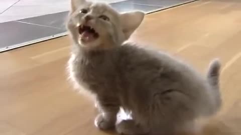 Funny and cut cat