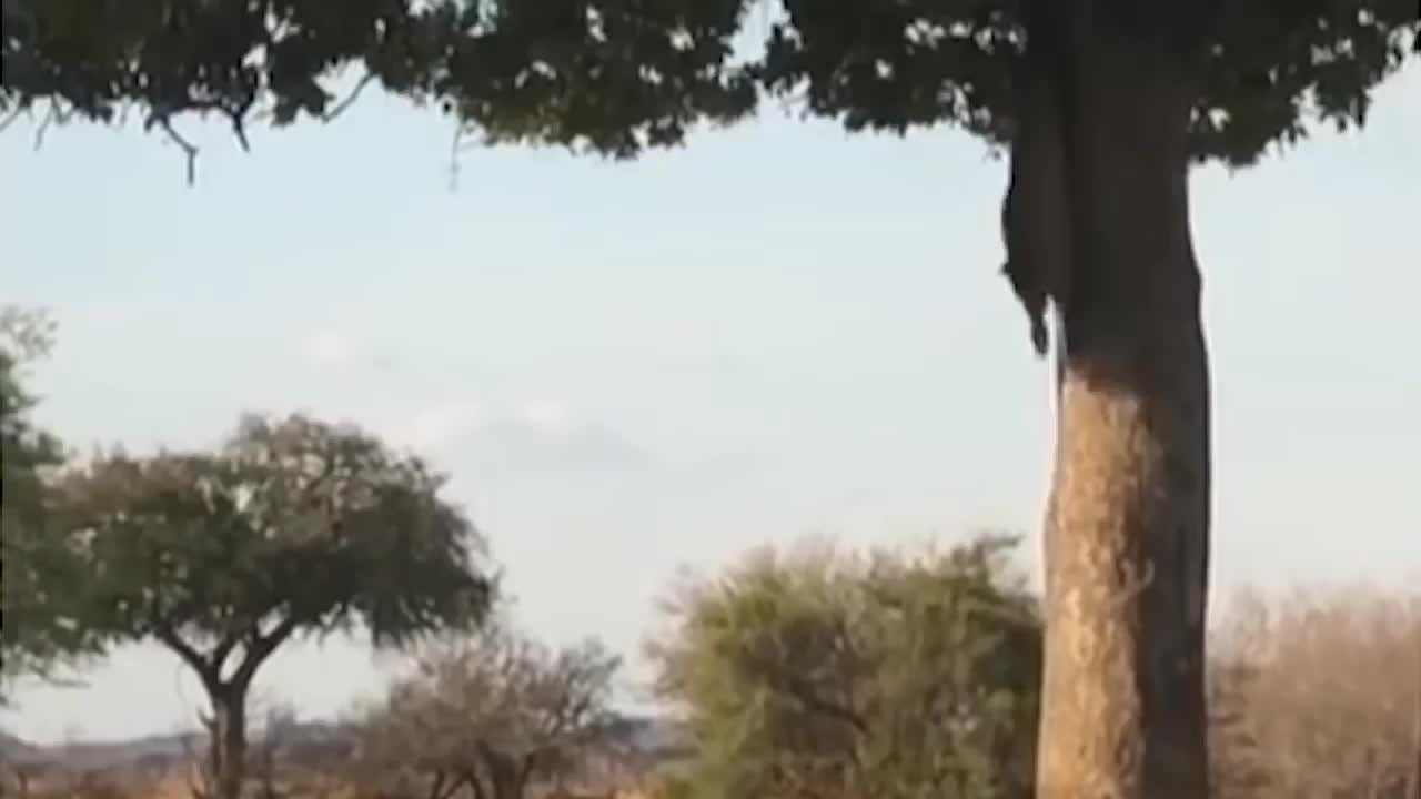 Tiger 🐅 trying to climb