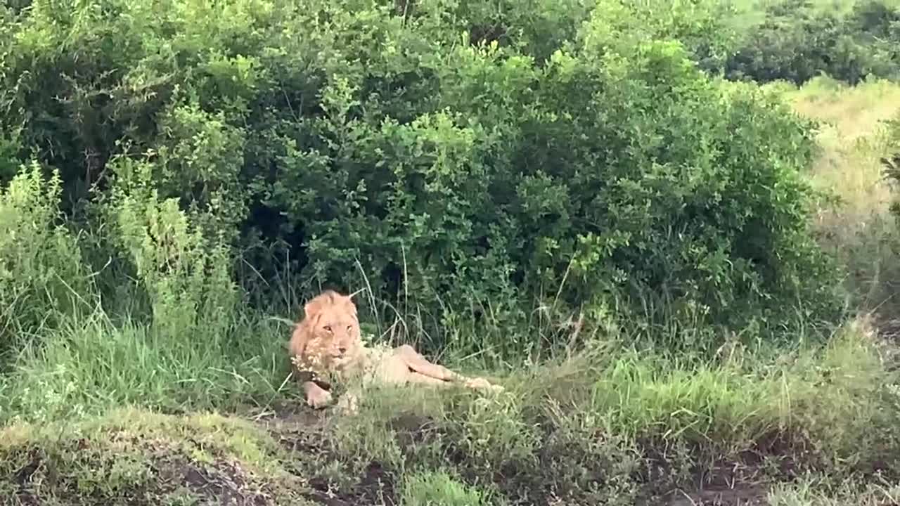 Lion at Hluhluwe Game Reserve