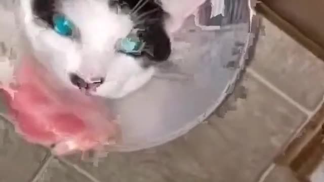 Funniest Cat And Dogs 😂 Funny Animal Videos 2022 #1