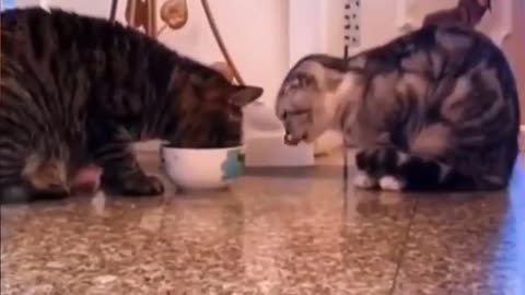 Baby animals HD Shorts