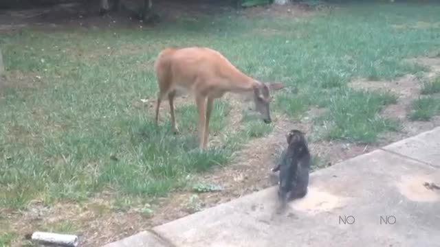 Funny Cats Compilation (Most Popular) 2021