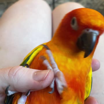 Dirty parrot can't stop diving under a skirt