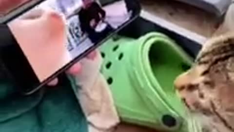 Funny animals Best Videos