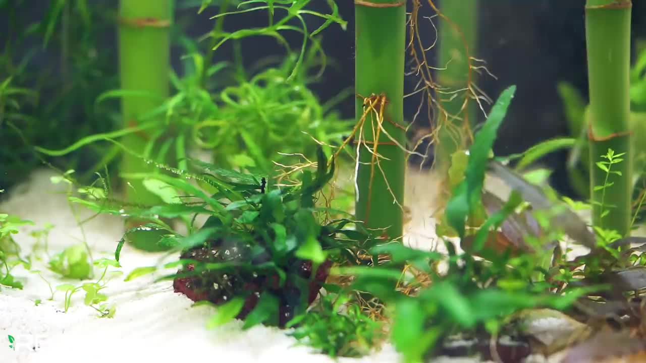 Building a Lucky Bamboo Betta Aquarium!