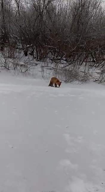 Лиса и рыба