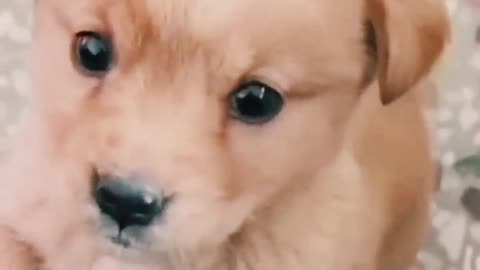 Lovely dog 🐕❤️