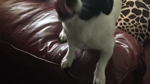 Roxy The Smiler