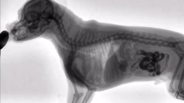 🐶This is what a digital fluoroscopy of a dog looks like,