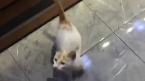 CAt lover very nice video