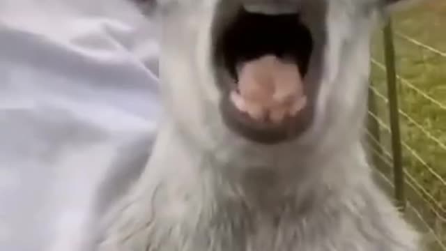 Funny Animals video || Try not to laugh